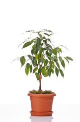 Ficus tree in a flower pot