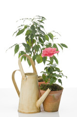 Hibiskus flower and ficus  tree  in  pots