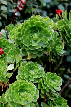 Aenium plant