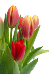 Frische Tulpen