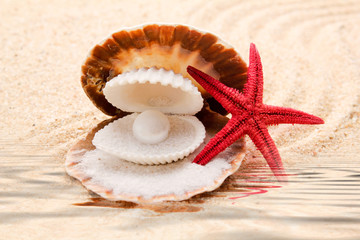 An open sea shell with a pearl inside.