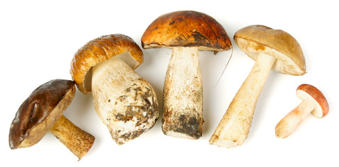 Five different mushrooms