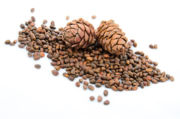 Siberian pine nuts and needles branch on white background