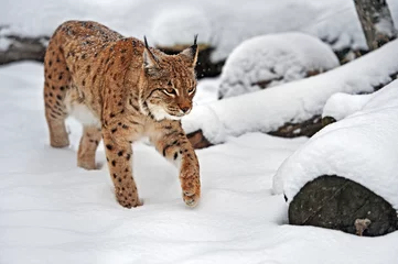 Gordijnen Lynx in winter © kyslynskyy