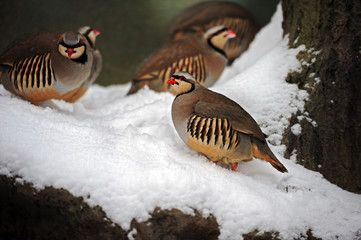 Partridge in winter