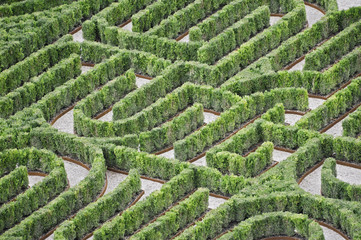 Part of an hedges labyrinth viewed from above