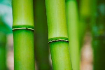 Abstract Zen Bamboo Background