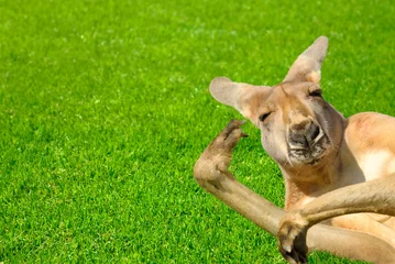 Fototapete Känguru Känguru in amüsanter Pose liegt auf Rasen