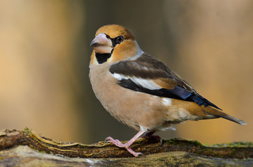 Grosbeak Perched On A Birdfeeder