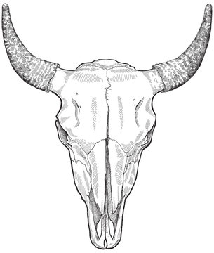 cow ckull - vector black & white sketch