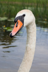 Mute swan (Cygnus olor)