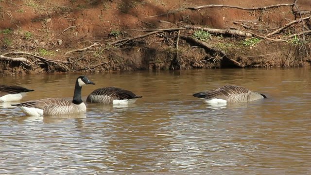 Group Of Geese In Water