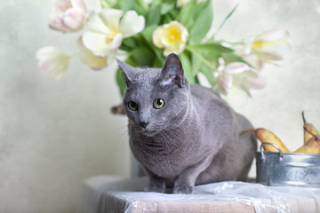 Katze auf Tisch