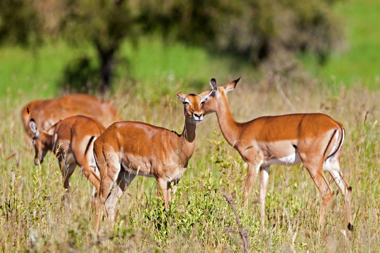 Female impala antelopes, Tarangire National Park, Tanzania