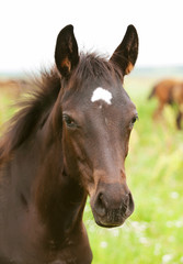Obraz na płótnie Canvas portrait of pretty little dark foal in field