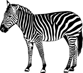 Zebra silhouette