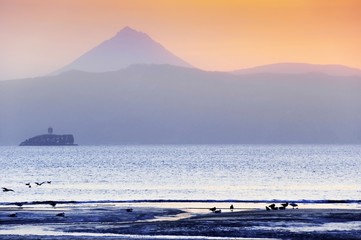 Birds on an ocean coast