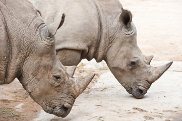 Obraz premium Close up of Rhino head