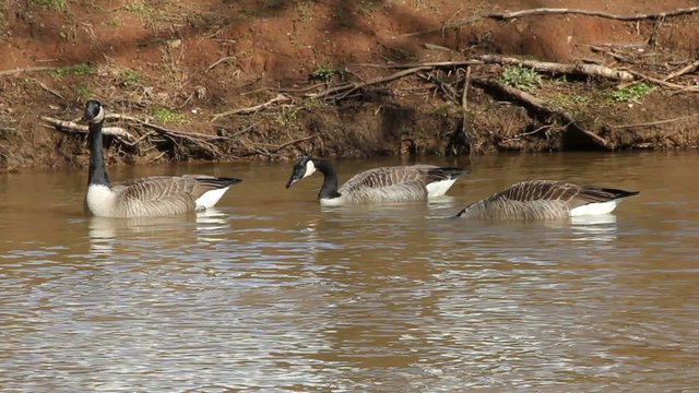 Geese Floating Together