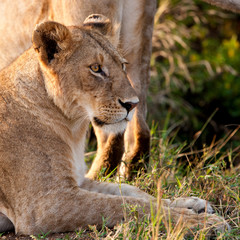 Obraz na płótnie Canvas African Lioness w Masai Mara National Park, Kenia