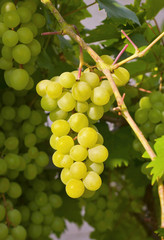 Ripe clusters of grapes among green leaves