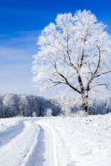 Trees covered with snow against the sky