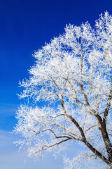 Trees covered with snow against the sky