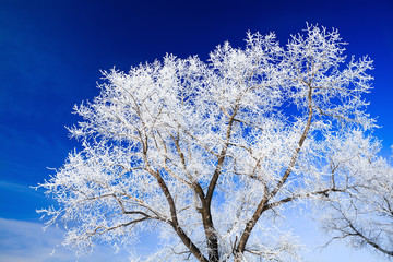 Trees covered with snow against the sky
