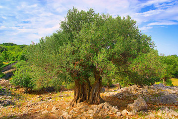 Fototapeta premium Olivenbaum Stamm - olive tree trunk 08