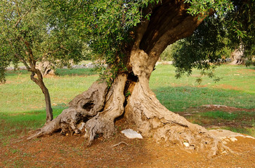 Obraz premium Olivenbaum Stamm - olive tree trunk 17