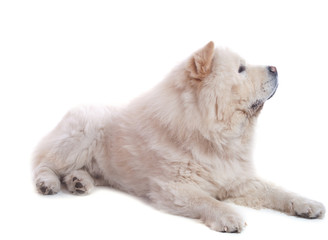 Chow chow blanc couché