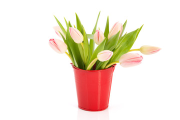 Pink tulips in red bucket