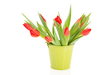 Red tulips in green bucket