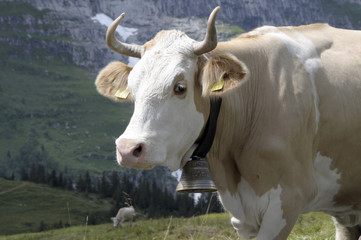 Cow with bell in Bernese Oberland, Switzerland