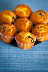 Group of Blueberry muffins on blue background with copyspace.