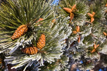 pine tree branch with cones