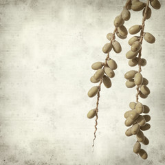 textured old paper background with phoenix palm tree fruit