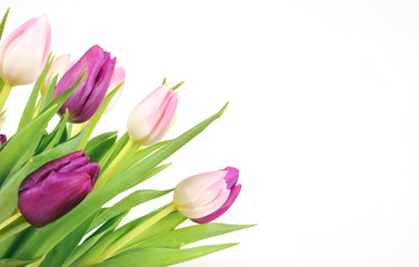 Tulips on white