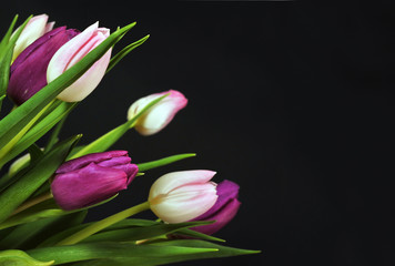 Tulips on black
