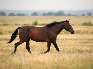 Running chestnut horse in farm