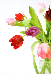 Tulips on white