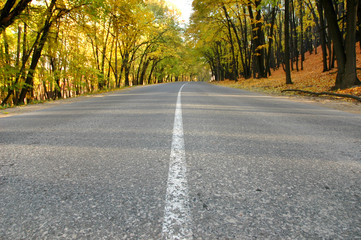 Highway in autumn wood