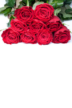 beautiful close-up red rose over white background