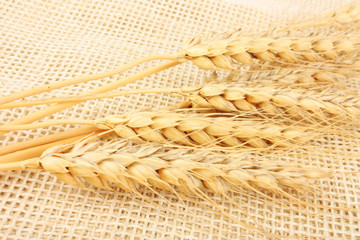 Fototapeta na wymiar Wheat in burlap