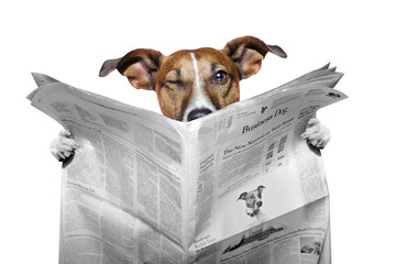 dog reading a newspaper  and  winking