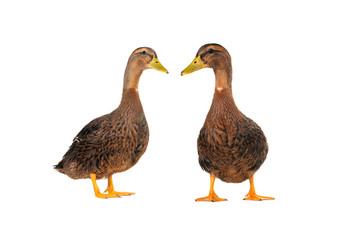 two duck