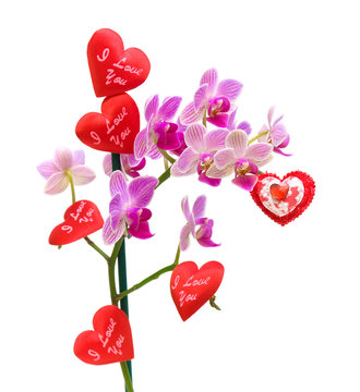 blooming orchids and Valentines on a white background