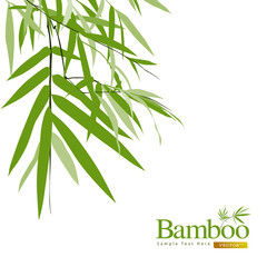 Obraz premium Bambus na białym tle ilustracji wektorowych kartkę z życzeniami