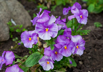 Violas or Pansies Closeup in a Garden