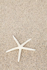 Starfish on white sand beach